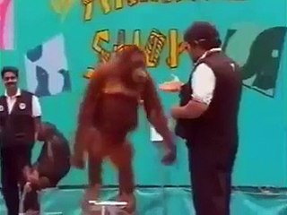 FUNNY ANIMAL FACES STICKER