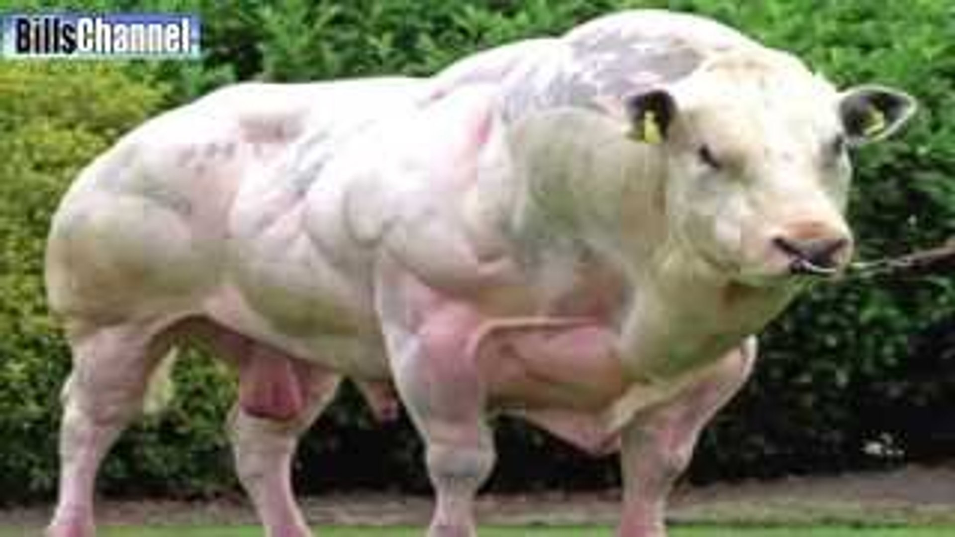 ⁣World's Biggest Animals All Time | TOP 10 Biggest Animals| Huge Animals
