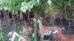 Lamppost Farm Grazing Goats