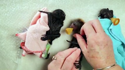 Baby Bat Burritos