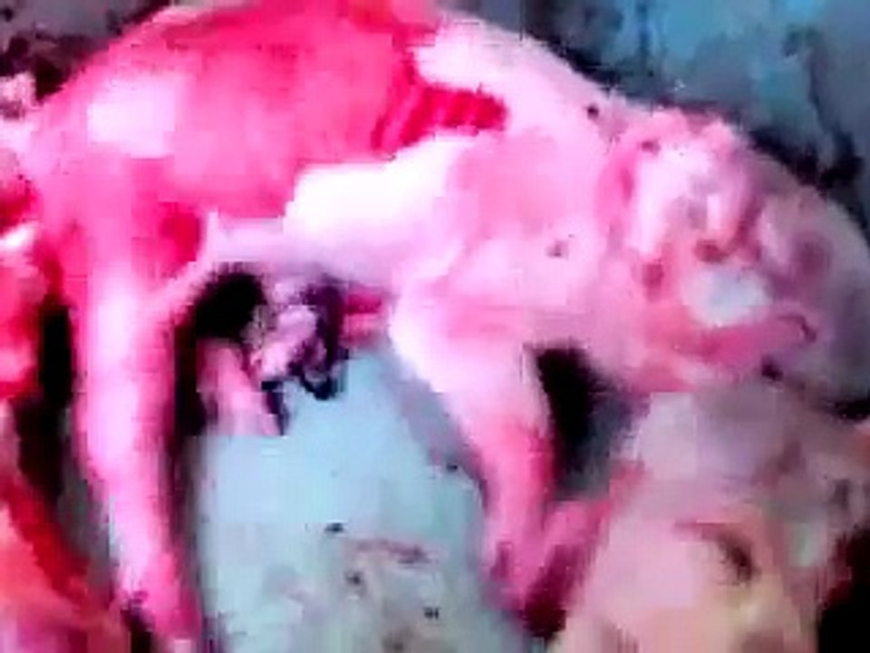 Linkin Park - Castle of Glass (PETA Animals) Eminem Numb New Divide Burn it Down Crawling End