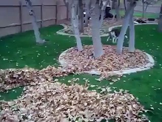 Dog loves playing with leaves lol