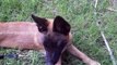 The Belgian Shepherd Malinois HD - Puppy Test 017 - 2014 California, USA - Not German Shepherd Dog