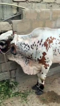 Mashallah 68000 me lia hai dost ne 2015 Bakra Eid