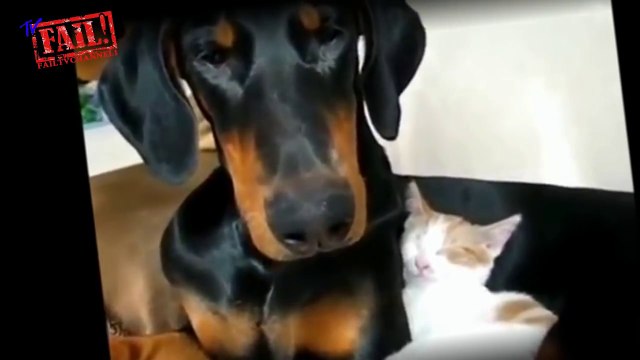 Кошки и собаки лучшие друзья. Только лучшее