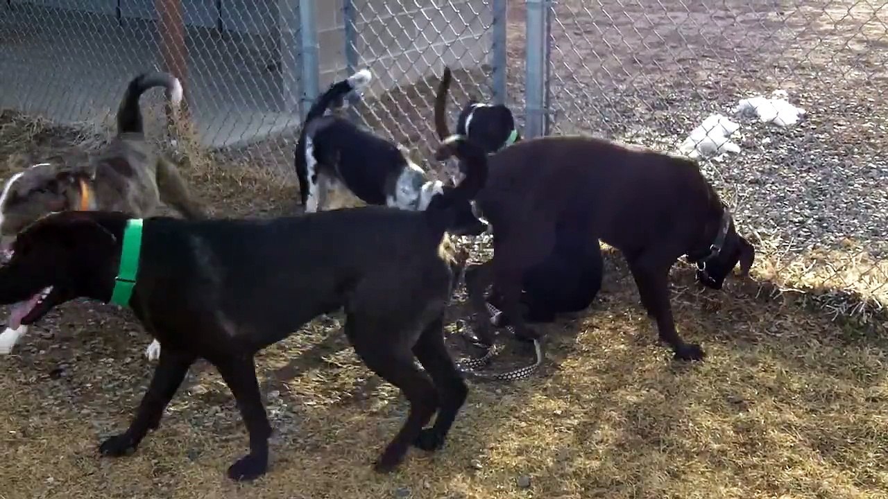 Black Dog Animal Rescue Play Groups 3/13/14 #8 of 9