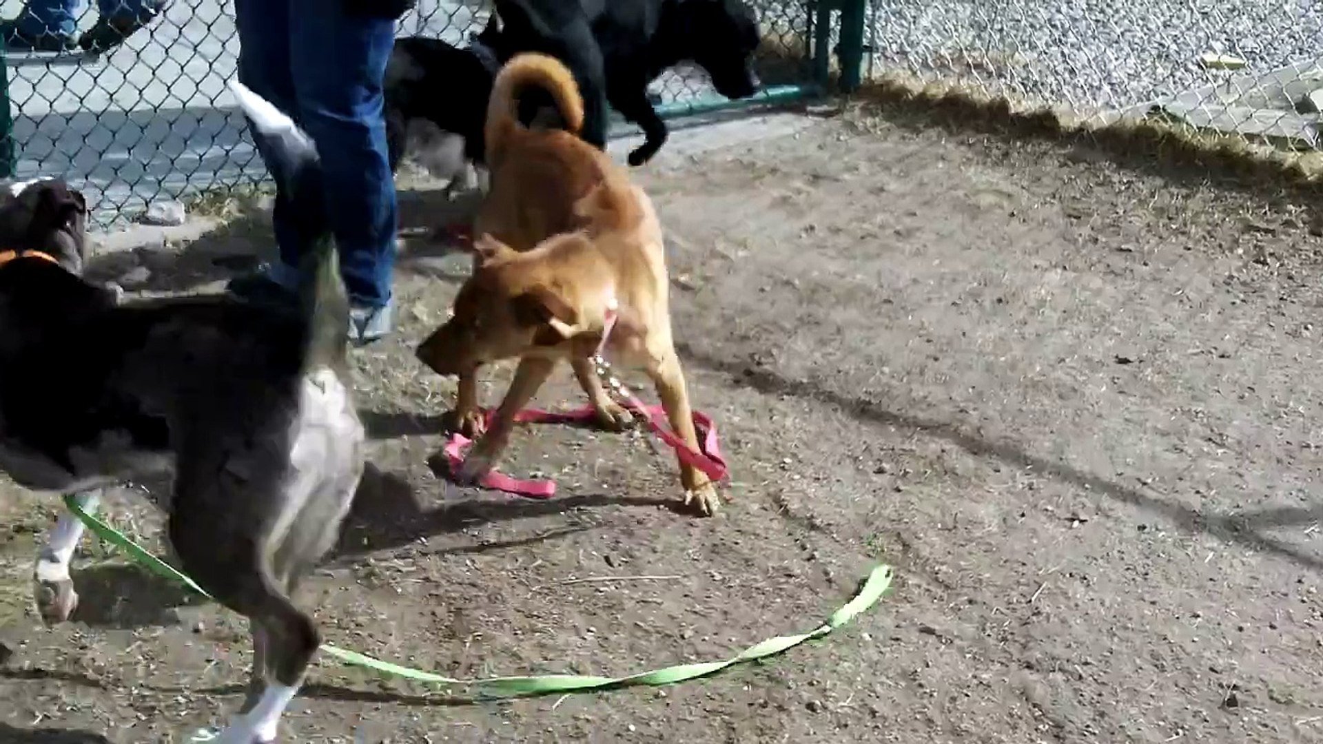⁣Black Dog Animal Rescue/Cheyenne Animal Shelter Play Groups 4