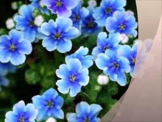 RICHARD CLAYDERMAN - What a Wonderful World