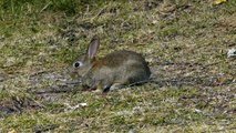 European Rabbit or Common Rabbit (Oryctolagus cuniculus) / Wildkaninchen [2]
