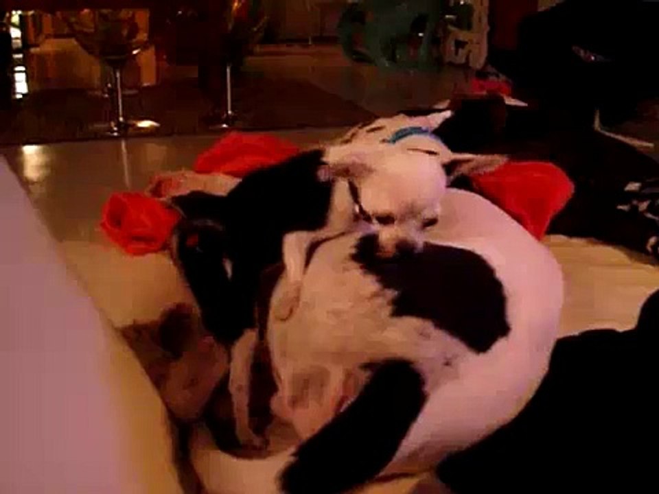 chihuahua humps great dane
