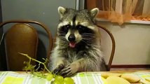 Raccoon just chilling at the dinner table