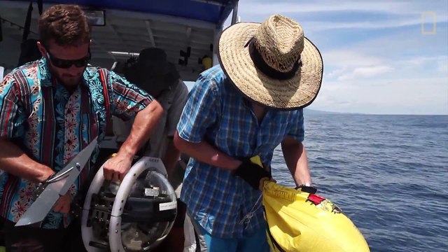 Des scientifiques on t découvert des requins vivant dans un volcan sous-marin