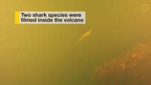 Scientists Find Sharks Living Inside Underwater Volcano