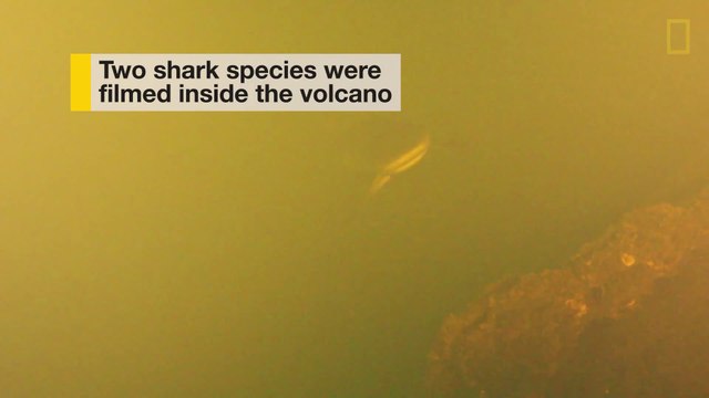 Scientists Find Sharks Living Inside Underwater Volcano