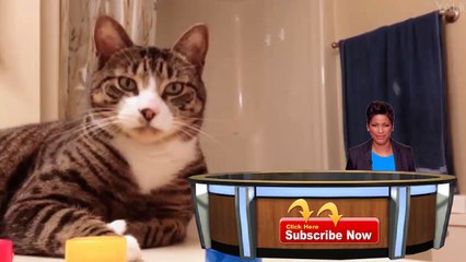 Hamlet the cat is totally over his owner’s magic trick