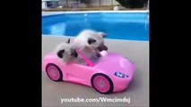 funny cat voice over vines,funny cat videos 2015,funny cat videos 2015-copypasteads.com