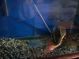 red tail catfish and orange catfish eating a meal