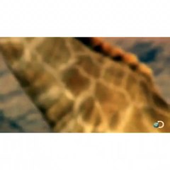 Funny giraffe vine