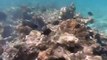 Large moray eel and grouper hunting together in the Red Sea