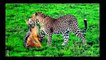 national geographic documentary 2015 | Wild Animals attack National Geographic