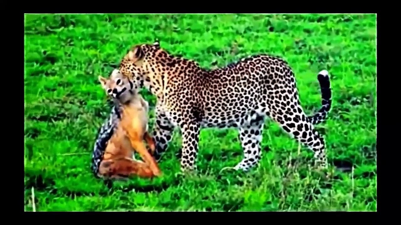 national geographic documentary 2015 | Wild Animals attack National