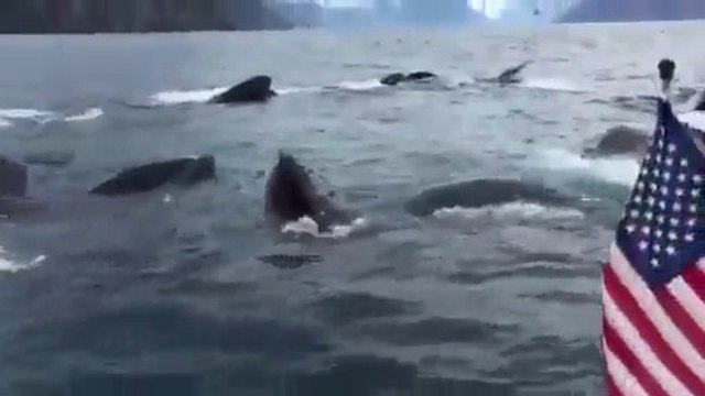 Il tombe nez à nez avec un groupe de baleines à bosse
