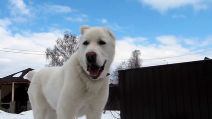 Алабай Ильбарс