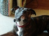 Dog Rescue, Dotty In Foster Looking For a Good Home, Rain Rescue uk