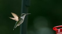 Super Slow Motion Hummingbird HD Flight Video Hovering at Bird Feeder Slow Mo Wing Speed Video View