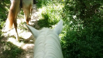 Balades à cheval dans le Tarn