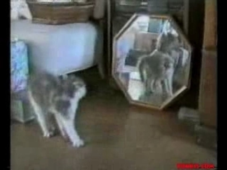 Cats_power