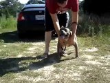 American Bully Pitbull Dog Show Stack Pose Update