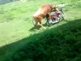 Un taureau chevauche une moto comme un vrai biker!