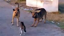 Cats and dogs   funny videos   cool cat   Cat wins two Dogs   funny animals