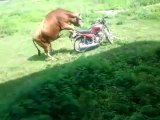 Bull rides a bike like a motorcycle racer champion!