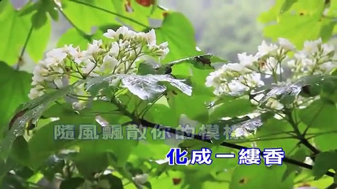 周杰倫-菊花台-KTV
