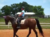 Walk Pirouette/turn on haunches. Backing. Engagement and connection. S4  Dressage