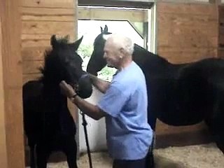 Tara (Friesian filly, Wander x Thomas) at 4 months