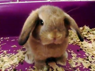 Holland Lop Fawn Babies
