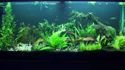 Freshwater Aquarium meets Virtual Aquascaping