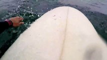 Un surfeur filme un grand requin blanc