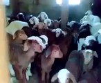 Funny Baby Goats Talking Back to Man is Hilarious