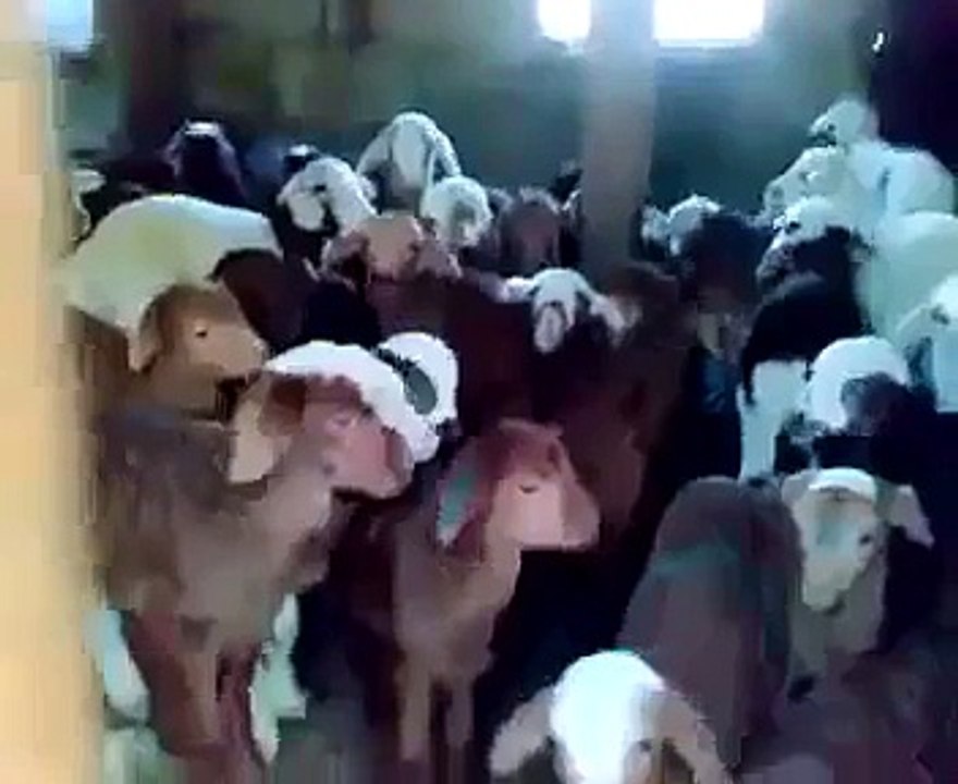Des bébés chèvre répondent quand don leur parle