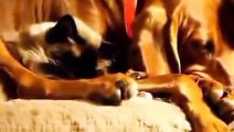 Funny Cats and Dogs Sleeping Compilation 2014 - Hilarious Sleeping Cat and Dog