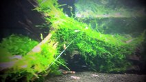20L Crystal Red  & Yellow Shrimp Tank - Moss Scape