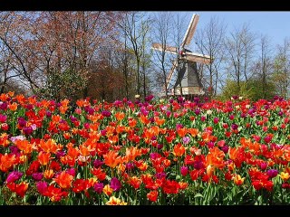 Piet Veerman - Morning Rhyme