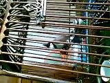 True Champion Shalawon (The Red Whiskered Bulbul)