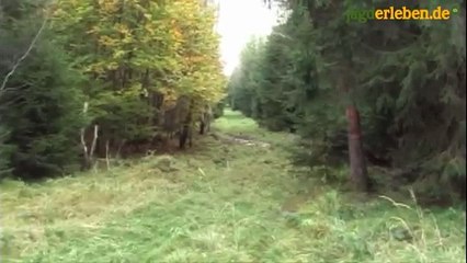 Schwarzwild im Ebersberger Forst