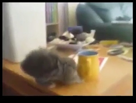 Funny Videos - Funny Cats - Funny Pranks - Funny Animals Videos - Videos Engraçados 2015