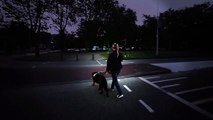 Geleidehonden Light Night | Amsterdamse Bos 28 sep